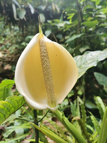 Rhodospatha latifolia (Rhodospatha) — photo