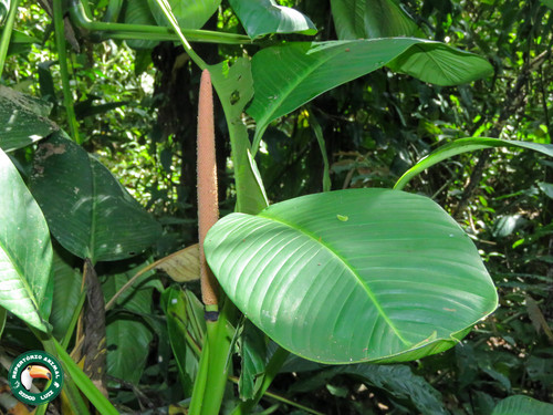 Rhodospatha latifolia (Rhodospatha) — photo