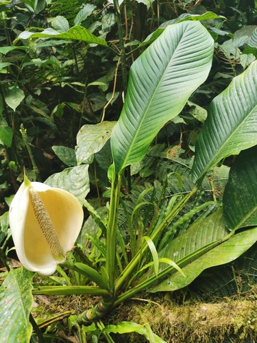 Rhodospatha latifolia