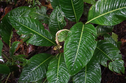 Rhodospatha moritziana (Mukunanch) — photo