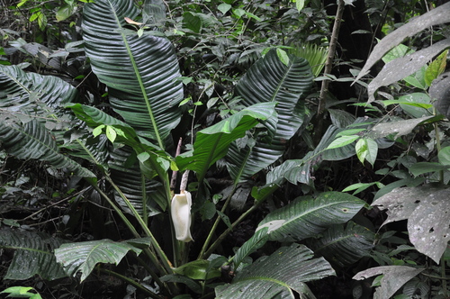 Rhodospatha moritziana (Mukunanch) — photo