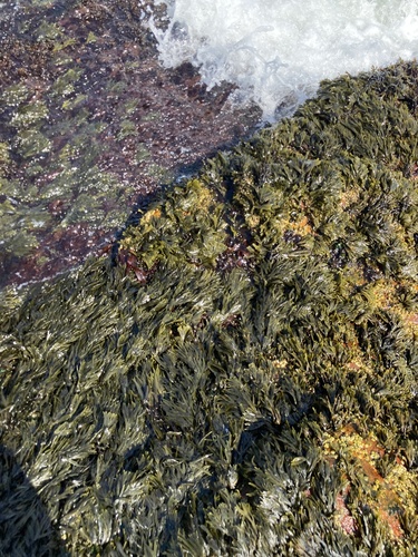 Rhodymenia palmata (Dulse) — photo