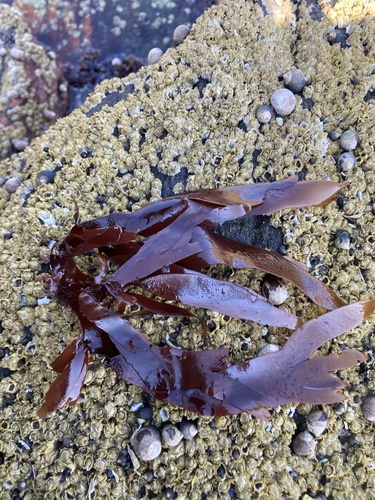 Rhodymenia palmata (Dulse) — photo