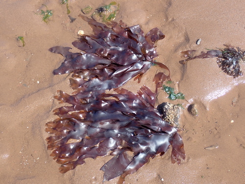 Rhodymenia palmata