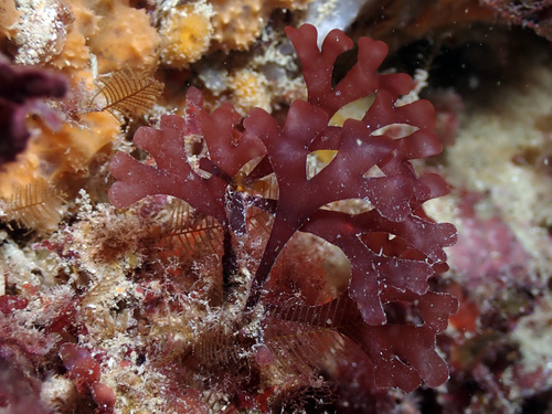 Rhodymenia pseudopalmata (Rosy fan weed) — photo