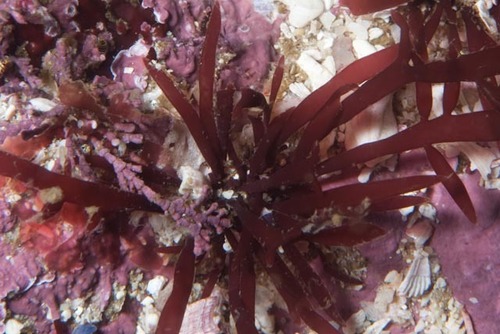 Rhodymenia pseudopalmata (Rosy fan weed) — photo