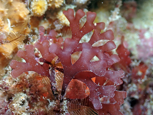 Rhodymeniaceae