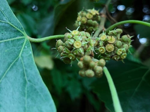 Rhoicissus capensis (Cape grape) — photo