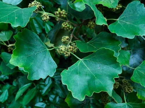 Rhoicissus capensis (Cape grape) — photo
