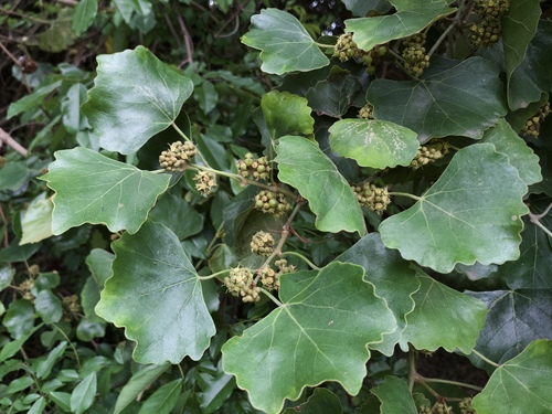 Rhoicissus capensis