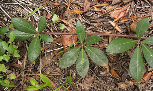 Rhoicissus digitata (South African grape) — photo