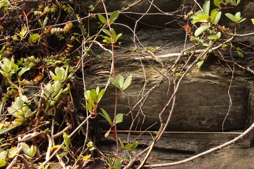 Rhoicissus digitata (South African grape) — photo