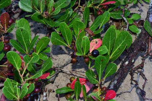 Rhoicissus digitata