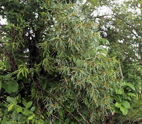 Rhoicissus revoilii (Bushveld grape) — photo