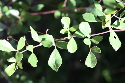 Rhoicissus rhomboidea (Rope-wood grape) — photo