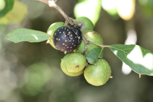 Rhoicissus rhomboidea (Rope-wood grape) — photo