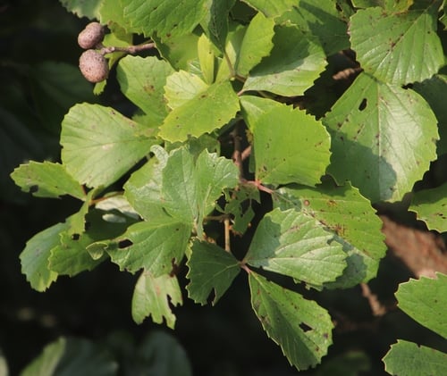 Rhoicissus tridentata (Droog-my-keel grape) — photo