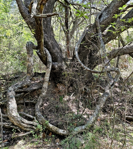 Rhoicissus tridentata subsp. cuneifolia — photo