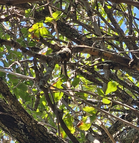 Rhoicissus tridentata subsp. cuneifolia — photo