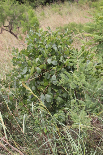 Rhoicissus tridentata subsp. cuneifolia