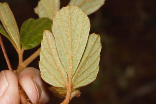 Rhoicissus tridentata