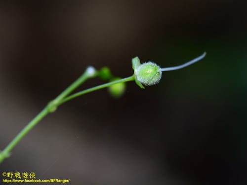 Rhopalephora scaberrima — photo