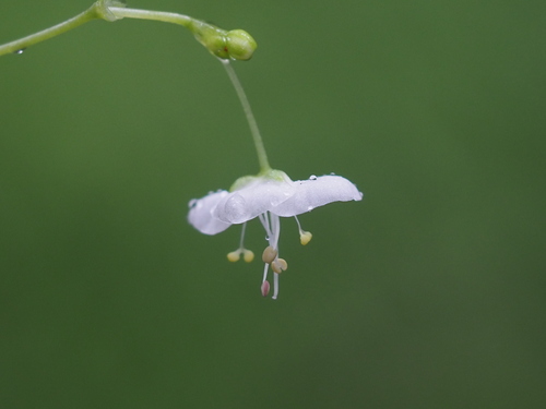 Rhopalephora scaberrima