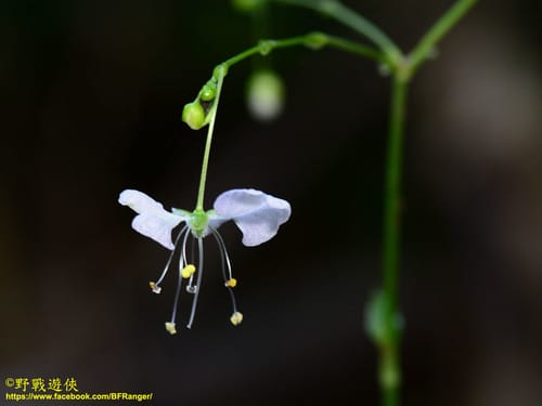 Rhopalephora scaberrima — photo