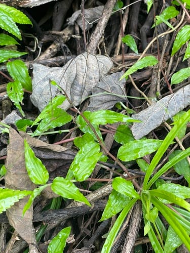 Rhopalephora vitiensis (Thomboi) — photo