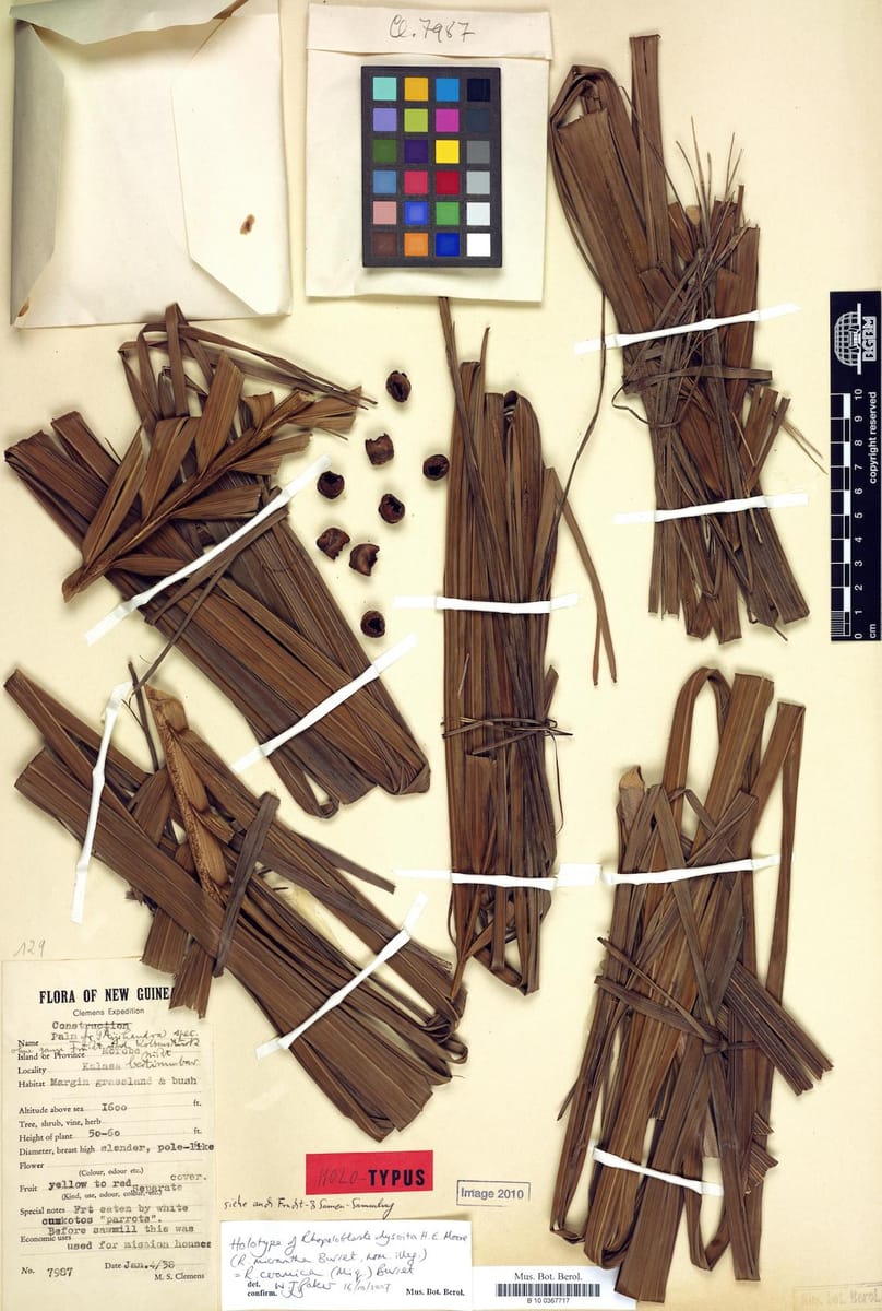 Rhopaloblaste ceramica — photo