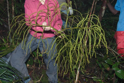 Rhopaloblaste ledermanniana