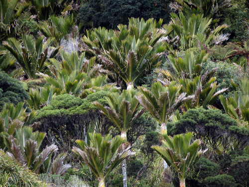 Rhopalostylis sapida (Nikau palm) — photo