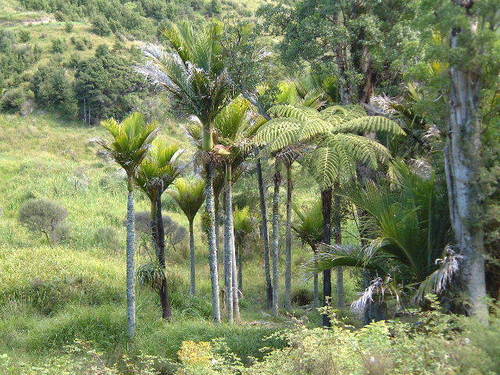 Rhopalostylis sapida (Nikau palm) — photo