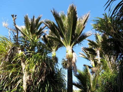 Rhopalostylis sapida