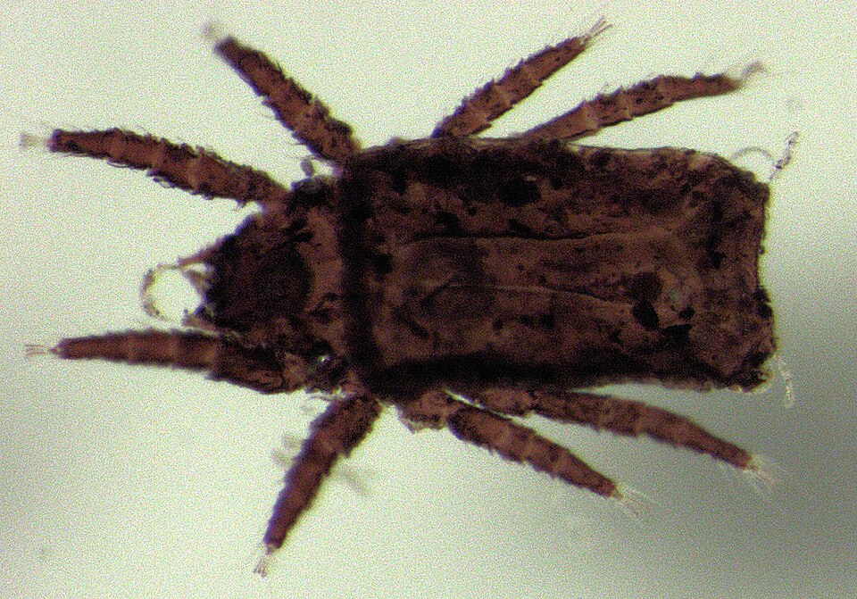 Rhopalostylis sp.