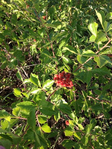 Rhus aromatica (Lemon sumach) — photo