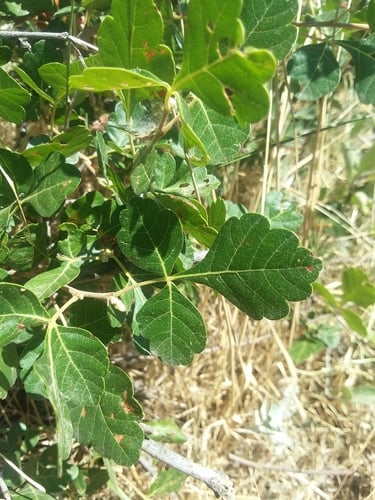 Rhus aromatica