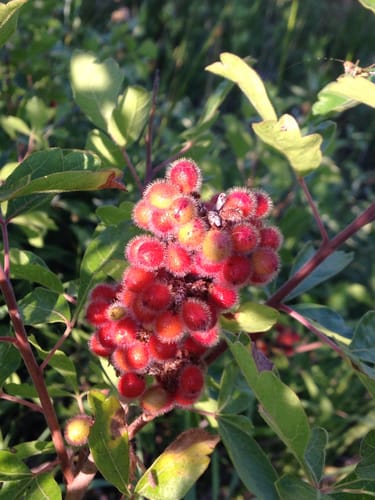 Rhus aromatica (Lemon sumach) — photo