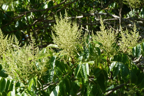 Rhus chinensis (Chinese gall) — photo