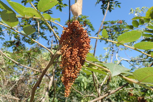Rhus chinensis (Chinese gall) — photo