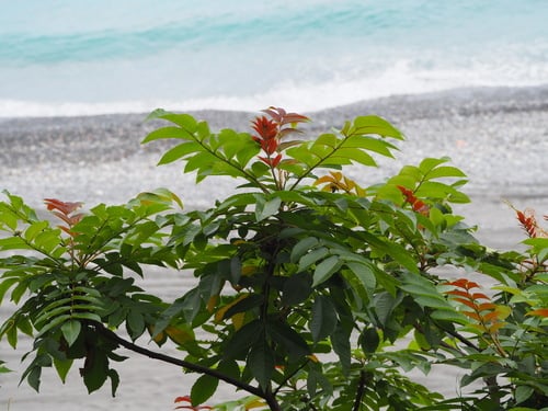 Rhus chinensis