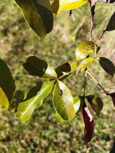 Rhus chirindensis forma legatii (Bush jarrah) — photo