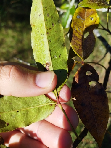 Rhus chirindensis forma legatii (Bush jarrah) — photo