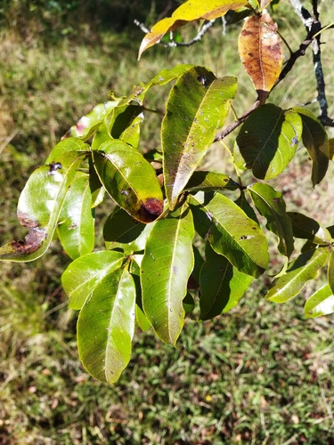 Rhus chirindensis forma legatii