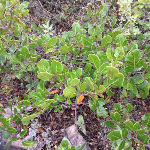 Rhus chondroloma