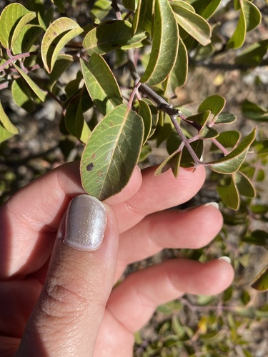 Rhus choriophylla (Mearns sumac) — photo