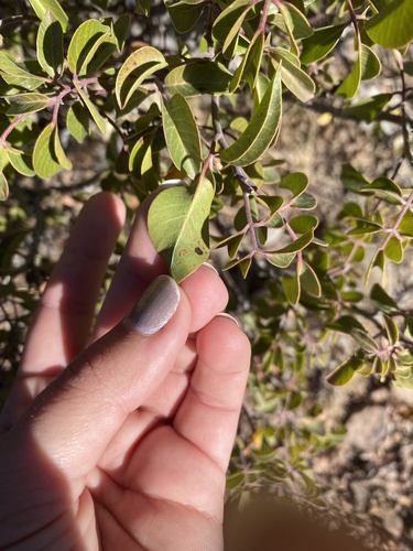 Rhus choriophylla (Mearns sumac) — photo
