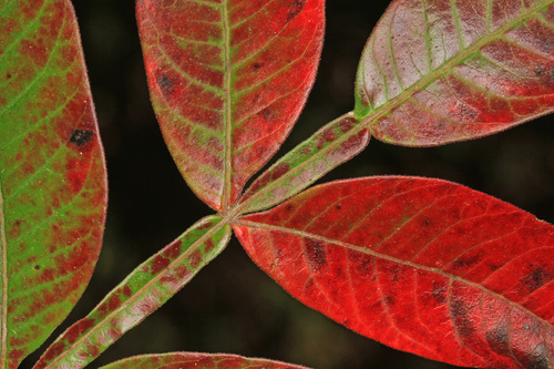 Rhus copallinum (Dwarf sumac) — photo
