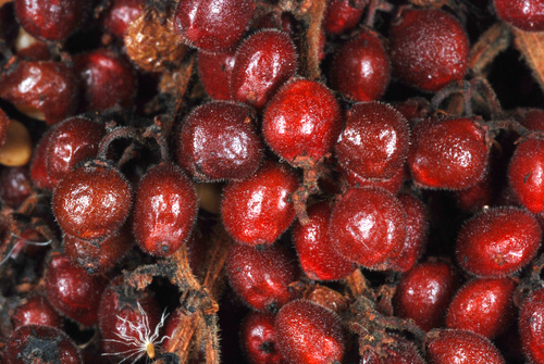 Rhus copallinum (Dwarf sumac) — photo