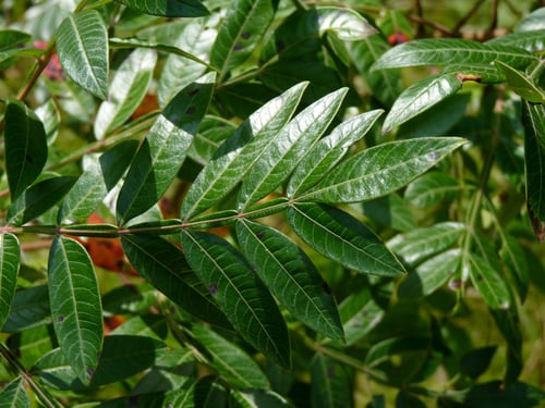 Rhus copallinum